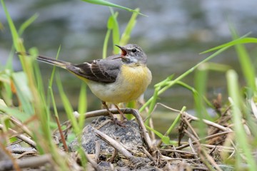 Fototapeta premium Gray Wagtail