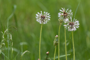 faded dandelions after rain