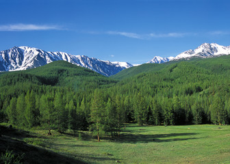 Fototapeta na wymiar Green valley in Altai mountains, Russia