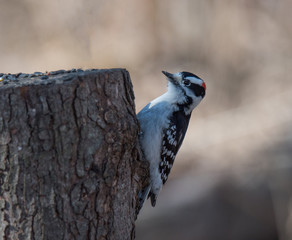 Woodpecker on Tree