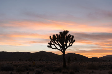 Fototapeta na wymiar Joshua Tree at Sunset