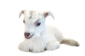 Lamb in front of a white background