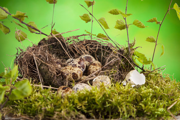 quail eggs in the nest and natural spring weather