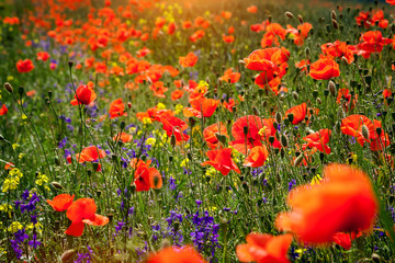 Obraz premium Summer floral background of nature - flowers of red poppies. Summer landscape with red poppies . A big plan is summer flowers.