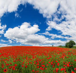 Fototapeta na wymiar Summer floral background of nature - flowers of red poppies. Summer landscape with red poppies . A big plan is summer flowers.