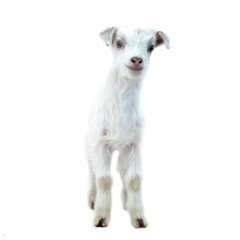 Lamb standing on the white