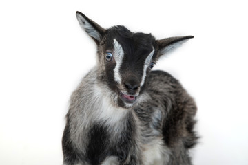 Little pretty goatling