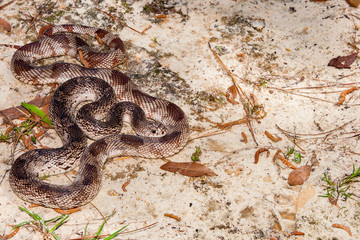 Florida Pine Snake (Pituophis melanoleucus mugitus)