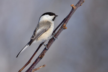 Obraz premium Willow tit sitting on a branch of an apple tree (firmly clings claws).