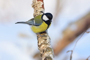 Great tit sits on a dry branch of birch (sun reflect in eye).
