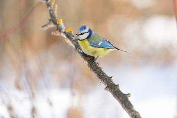 Eurasian blue tit sits on a branch covered with lichens against a background of dry grass.