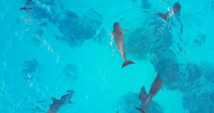 Multiple Dolphins Jumping And Surfacing In Shallow Blue Tropical Lagoon Waters - Bali, Indonesia