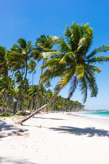 Beautiful coconut trees in Praia dos Carneiros beach, Pernambuco,