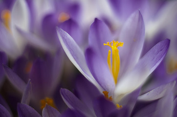 Obraz premium Photo close small spring flowers crocuses