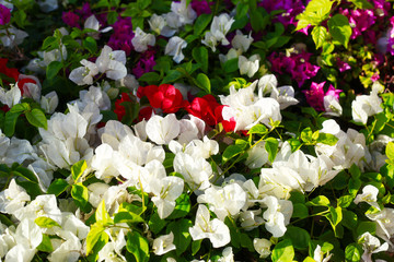 bush blooms multicolor  in summer