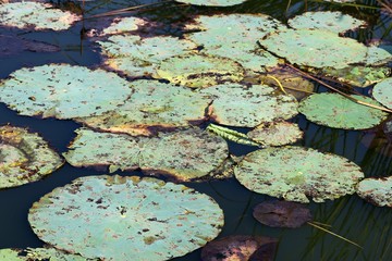 Lily Pads on lake water