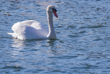 Cygne