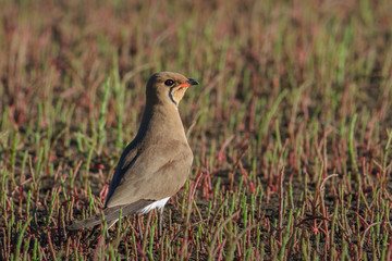 Collared Pratincole