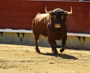 toro tradicional en españa