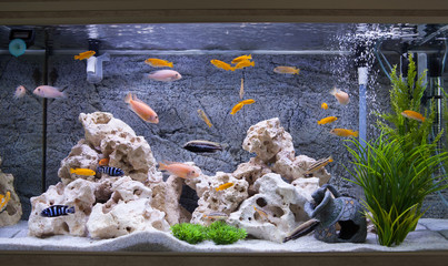 Obraz premium Aquarium with cichlids fish from lake malawi