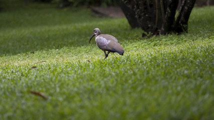 uccello in passeggiata