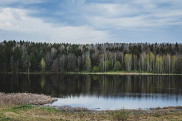 Obraz premium Birch trees on the shore of the lake