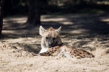 Sleeping Hyena
