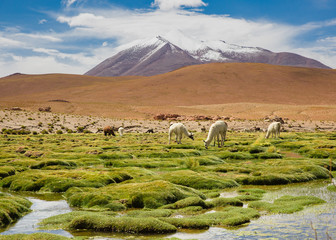 Altiplano region Bolivia with snow covered volcano and lama on the lush green fields © Agata Kadar