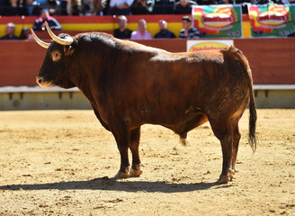 toro tradicional en españa