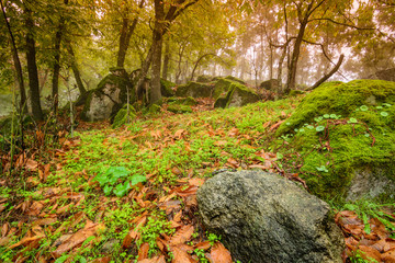 landscape otoñas in the forest of chestnut trees