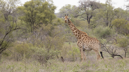 Giraffa al  pascolo