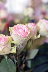 détails de roses
