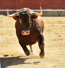 toro tradicional en españa