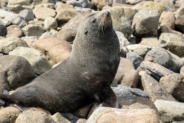 Fototapeta premium Sea lion