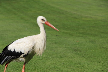 Weißstorch mit Rasen im Hintergrund