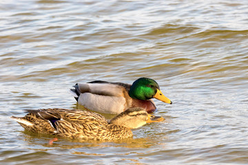 wild drake and ducks sailing along the river.