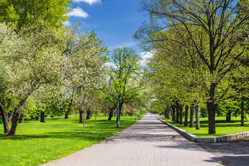 Fototapeta na wymiar Park in the spring with green lawn, sun light. Stone pathway in a green park
