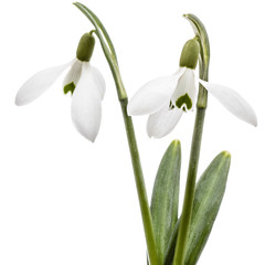 Two flower of snowdrop isolated on white background