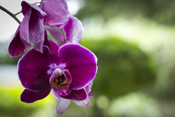 Orquídea Orchid 
