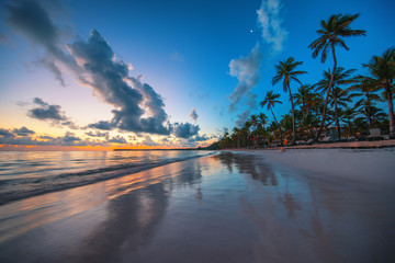 Palm tree on the tropical island beach. Dominican Republic.