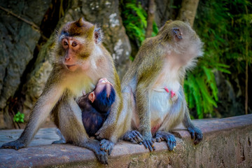 Close up of two female monkeys macaques crab-eaters one mom with his baby breastfeeding. Macaca fascicularis, area of buddhist monastery Tiger Cave Temple