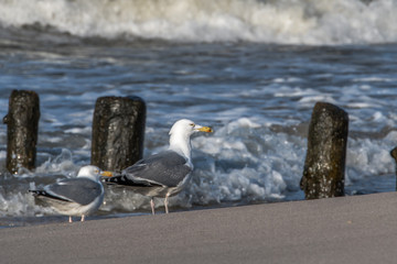 The skyline of the banking metropolis in Frankfurt am Main during the blue hour. Frankfurt, Germany / 26 February 201
