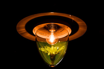 lampe l&ouml;wenzahn