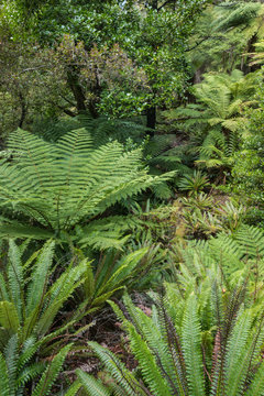 various ferns growing in New Zealand temperate rainforest