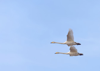 Whooper swan couple flying together. Latin name Cygnus cygnus