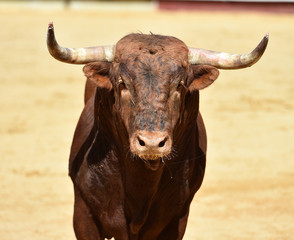 toro tradicional en españa