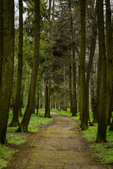Obraz premium Alley in a park in early spring. Ideal path for running and Nordic walking. Jogging track.