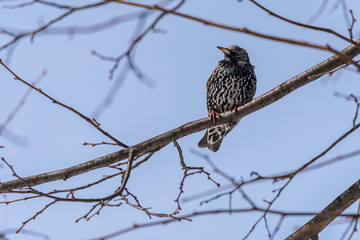 mały czarny ptak z białymi kropkami, siedzi na gałęzi, niebieskie tło © Ewa Cierniak