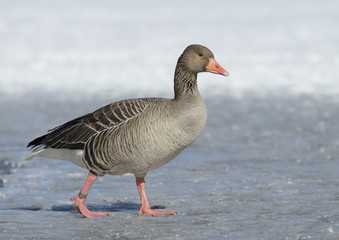 Greylag Goose