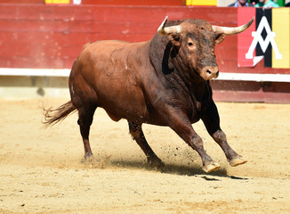 toro tradicional en españa